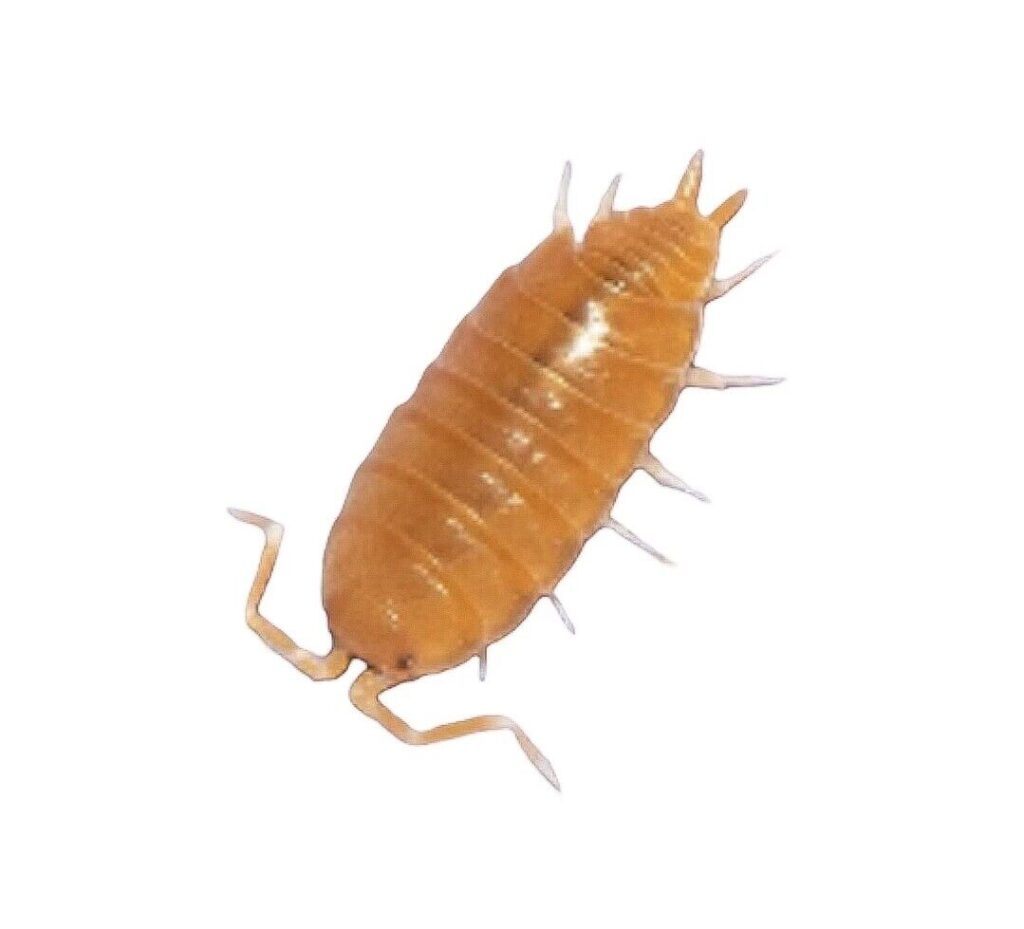 Powder Orange Isopods