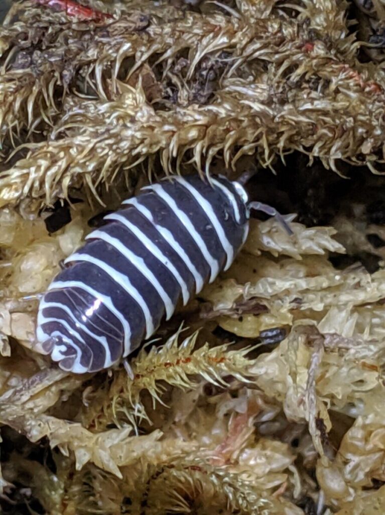 zebra isopod